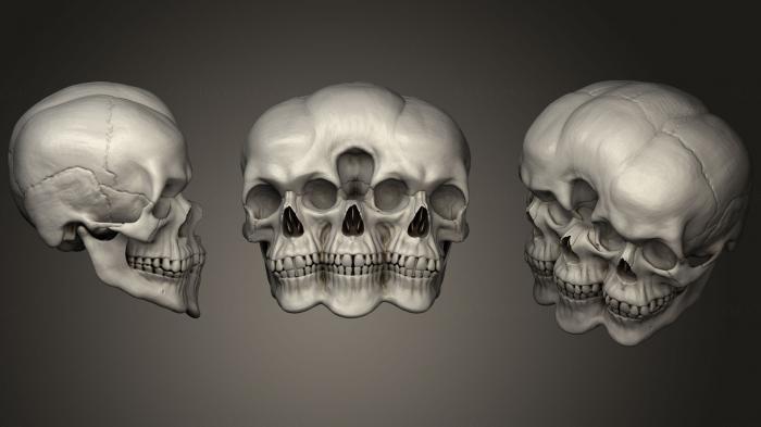 Anatomy of skeletons and skulls (ANTM_1298) 3D model for CNC machine